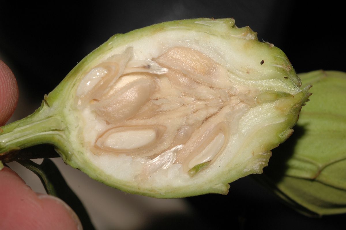 Calycanthaceae Calycanthus occidentalis