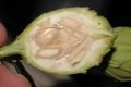 image of Calycanthus occidentalis