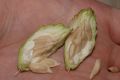 image of Calycanthus occidentalis
