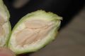 image of Calycanthus occidentalis