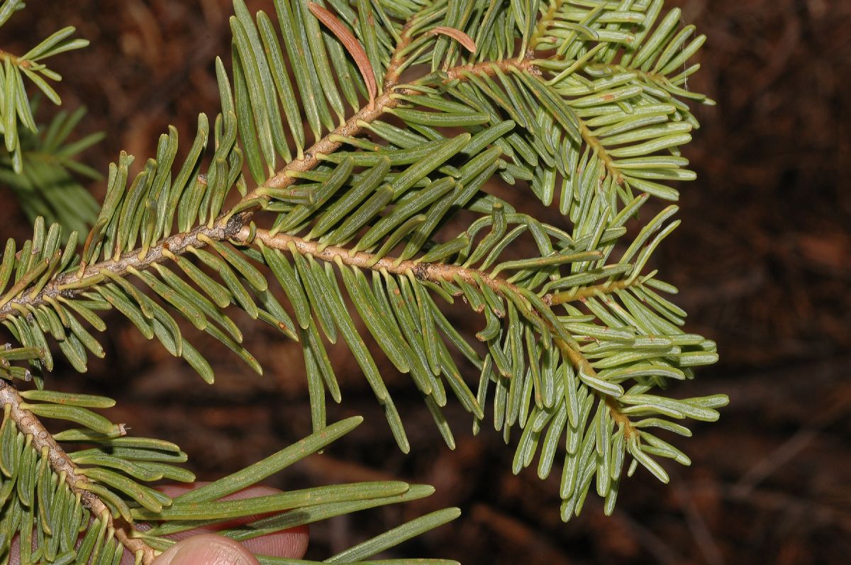 Pinaceae Abies concolor