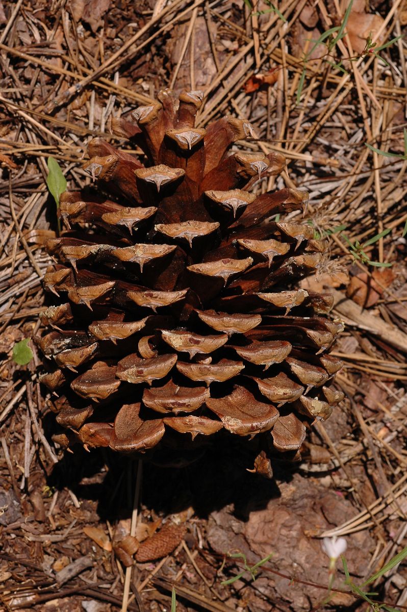 Pinaceae Pinus jeffreyi