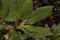 image of Chrysolepis sempervirens