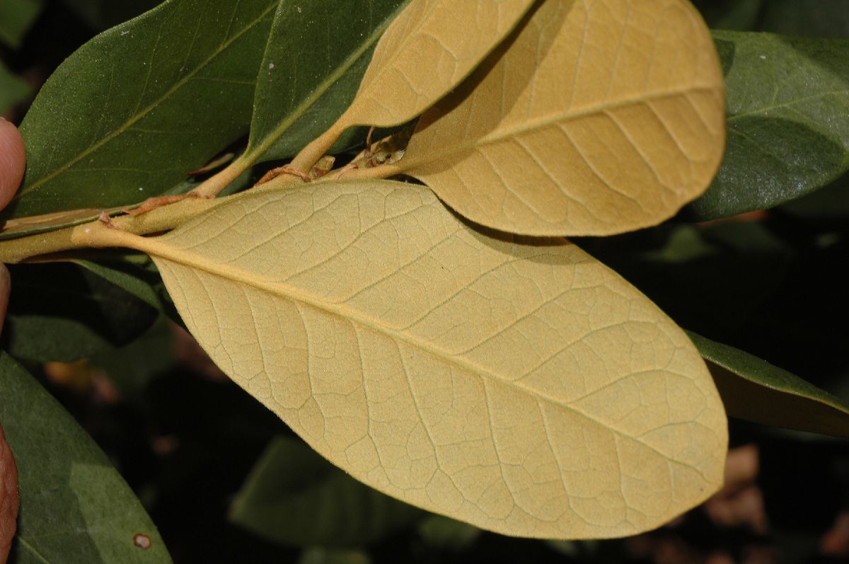 Fagaceae Chrysolepis sempervirens