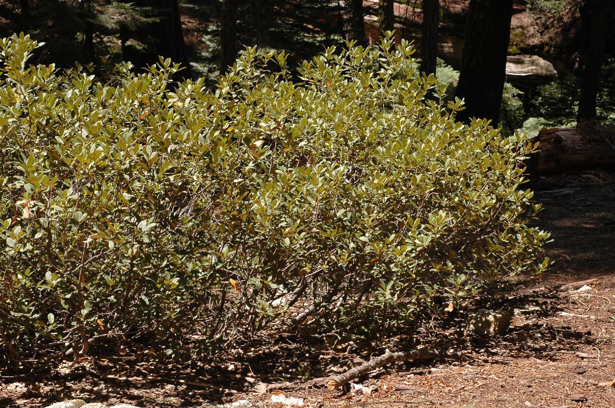 Fagaceae Chrysolepis sempervirens