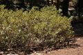 image of Chrysolepis sempervirens