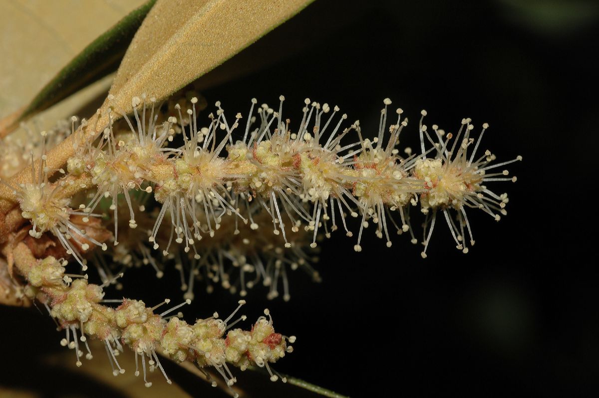 Fagaceae Chrysolepis sempervirens
