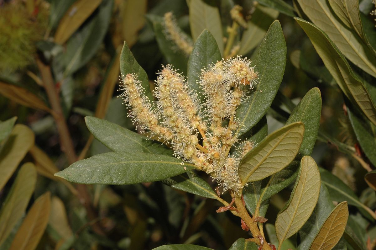 Fagaceae Chrysolepis sempervirens