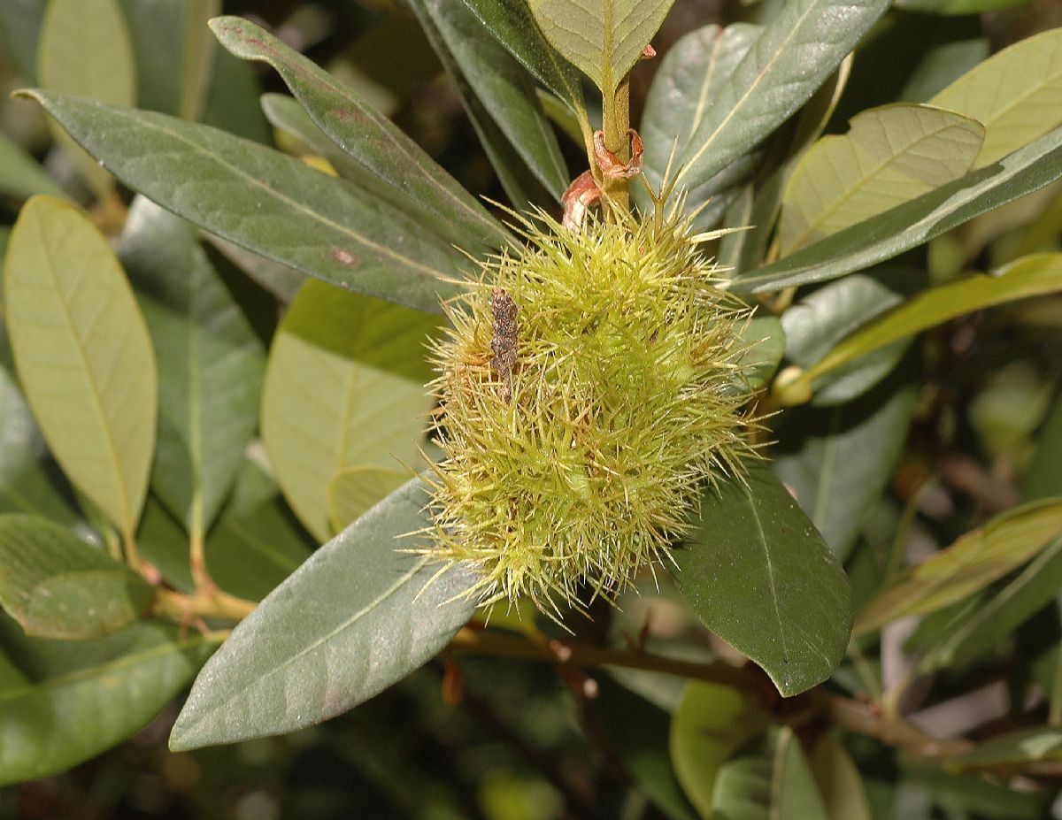 Fagaceae Chrysolepis sempervirens