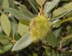 image of Chrysolepis sempervirens