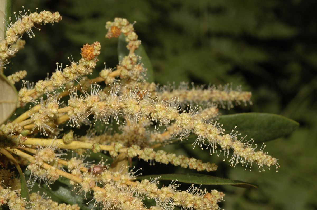 Fagaceae Chrysolepis sempervirens