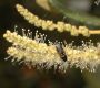 image of Chrysolepis sempervirens