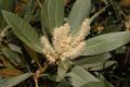image of Chrysolepis sempervirens