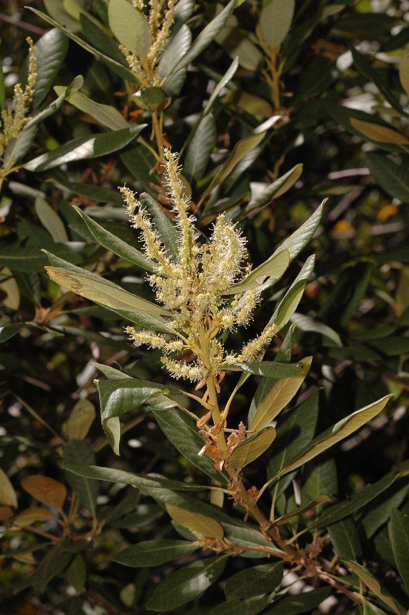 Fagaceae Chrysolepis sempervirens