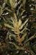 image of Chrysolepis sempervirens