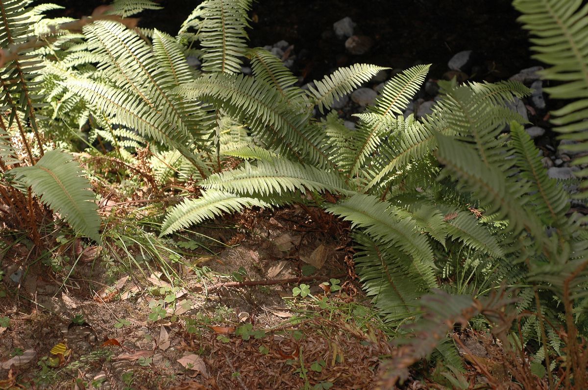 Dryopteridaceae Polystichum munitum