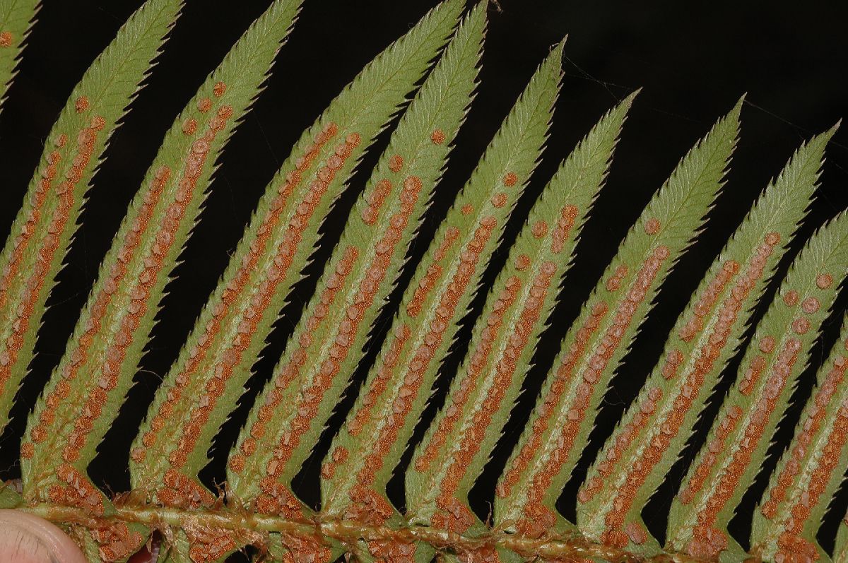 Dryopteridaceae Polystichum munitum