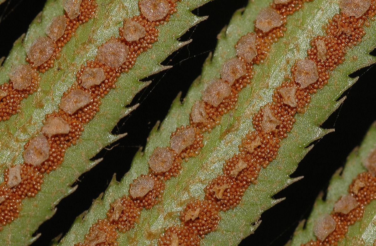 Dryopteridaceae Polystichum munitum