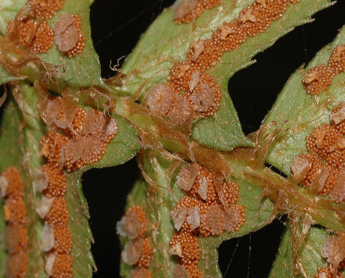 Dryopteridaceae Polystichum munitum