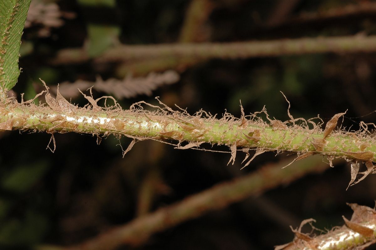 Dryopteridaceae Polystichum munitum