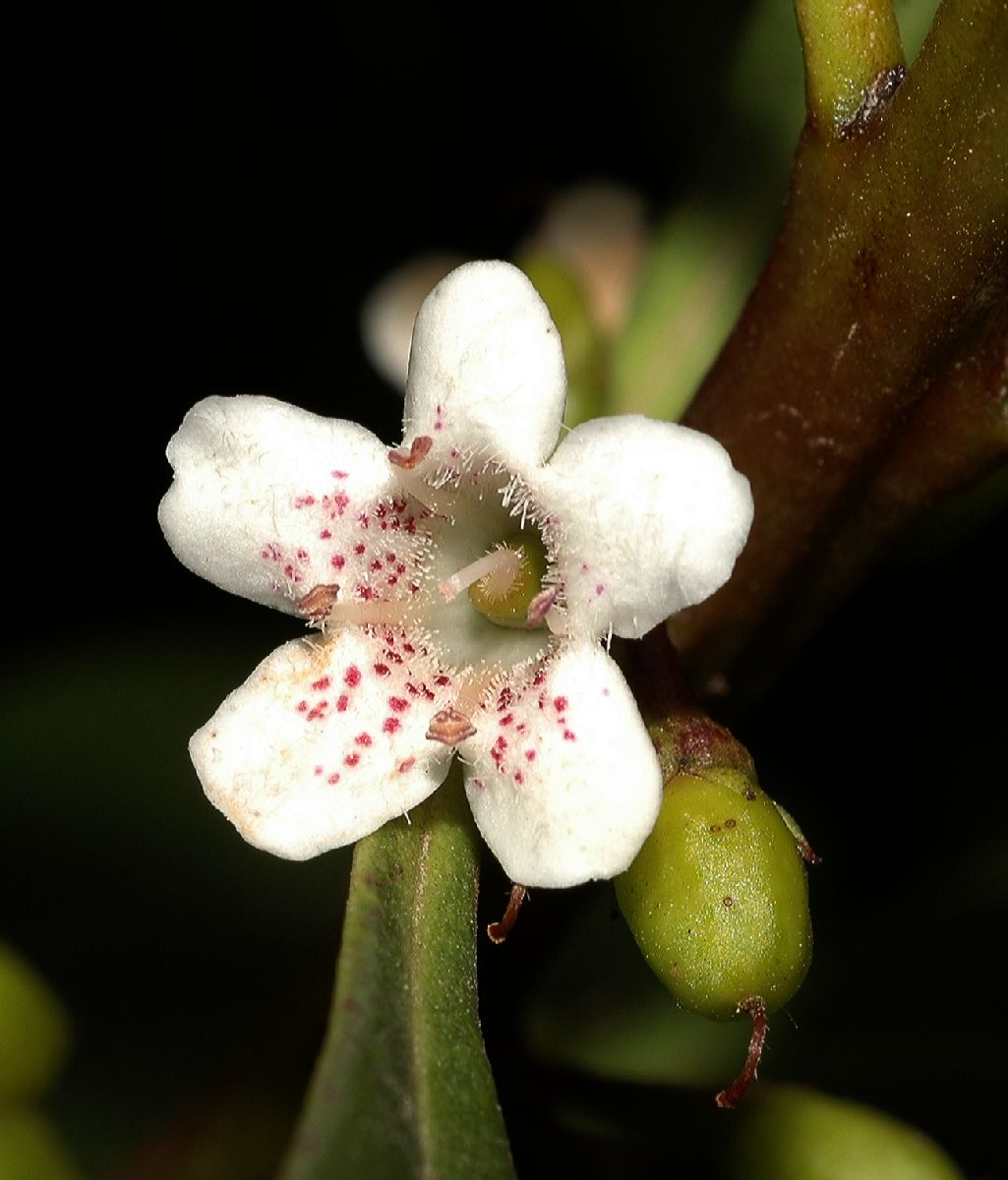 Scrophulariaceae Myoporum laevigatum