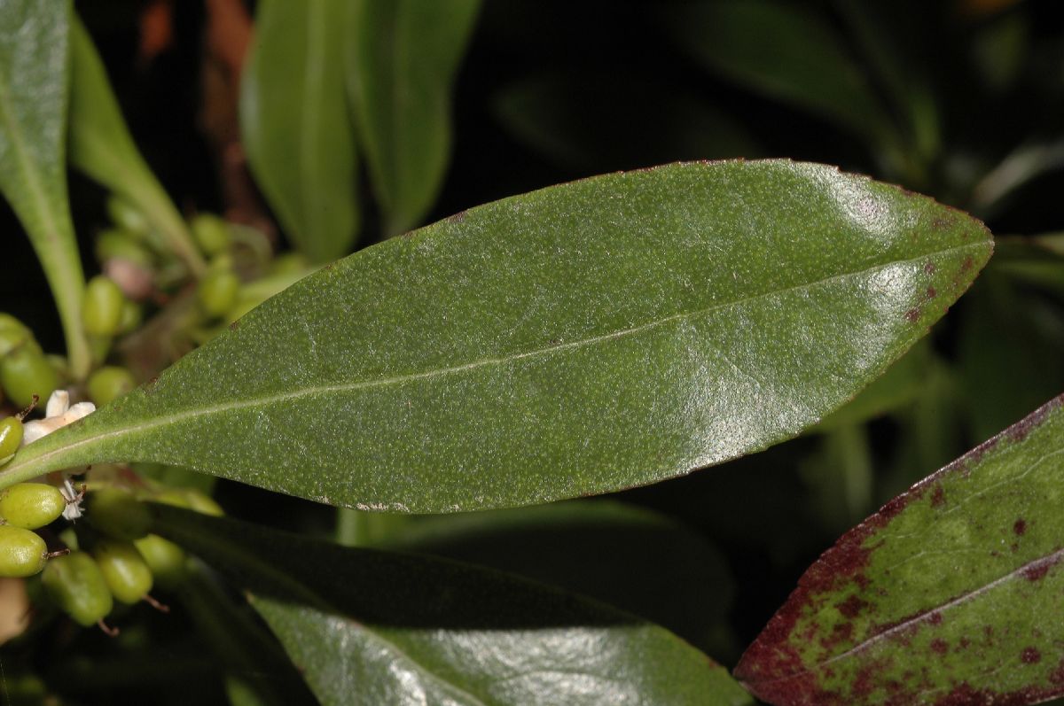 Scrophulariaceae Myoporum laevigatum