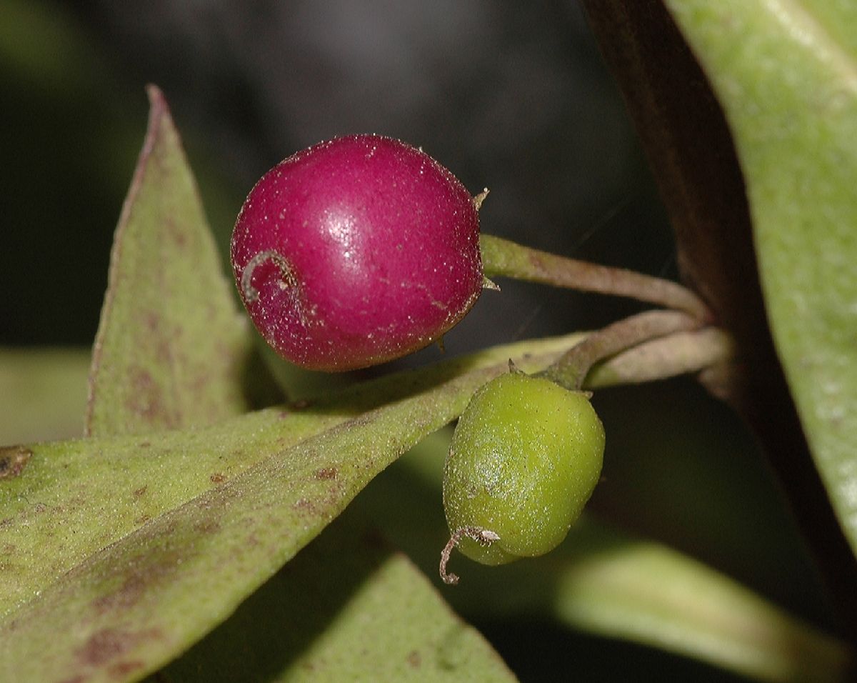 Scrophulariaceae Myoporum laevigatum