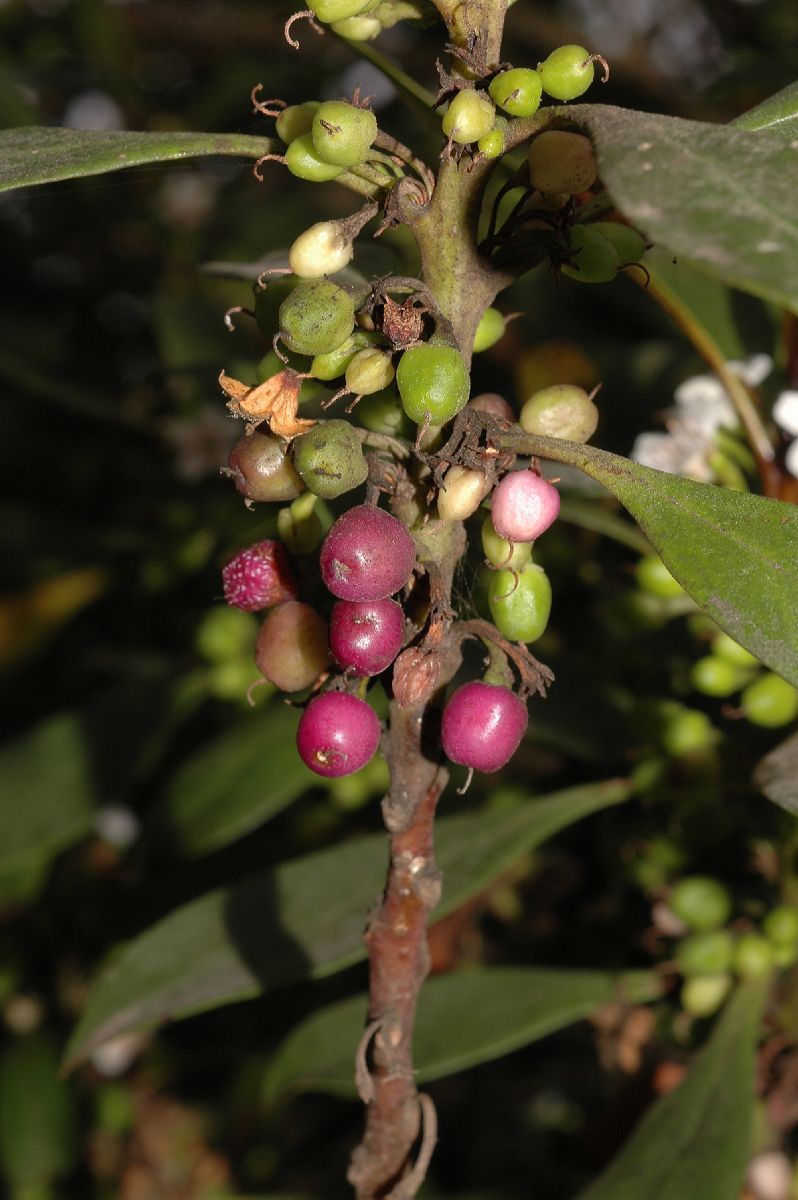 Scrophulariaceae Myoporum laevigatum