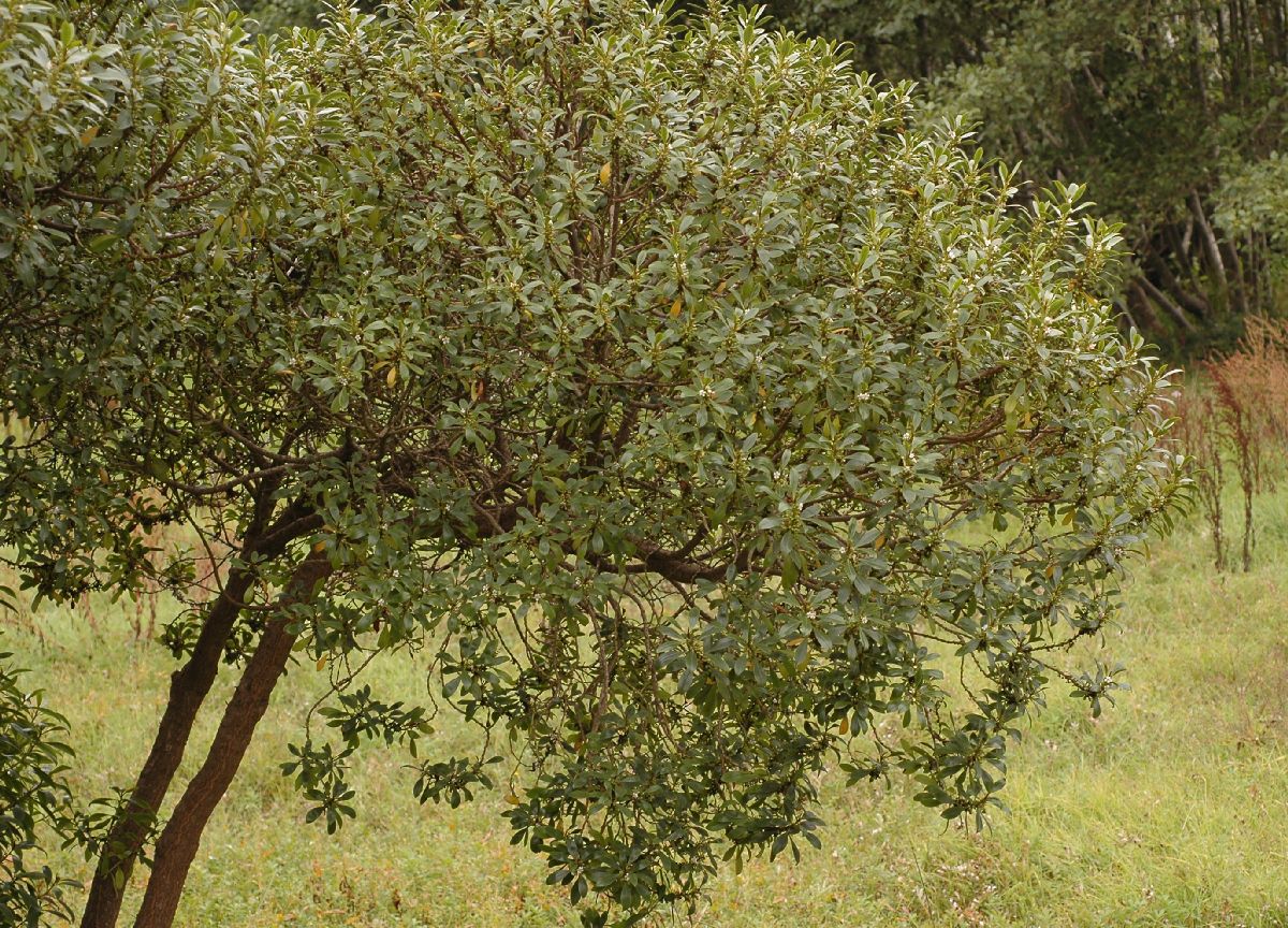 Scrophulariaceae Myoporum laevigatum