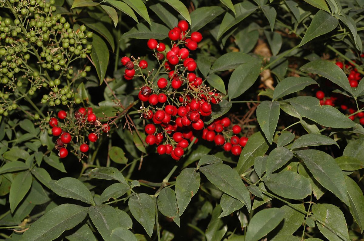 Berberidaceae Nandina domestica