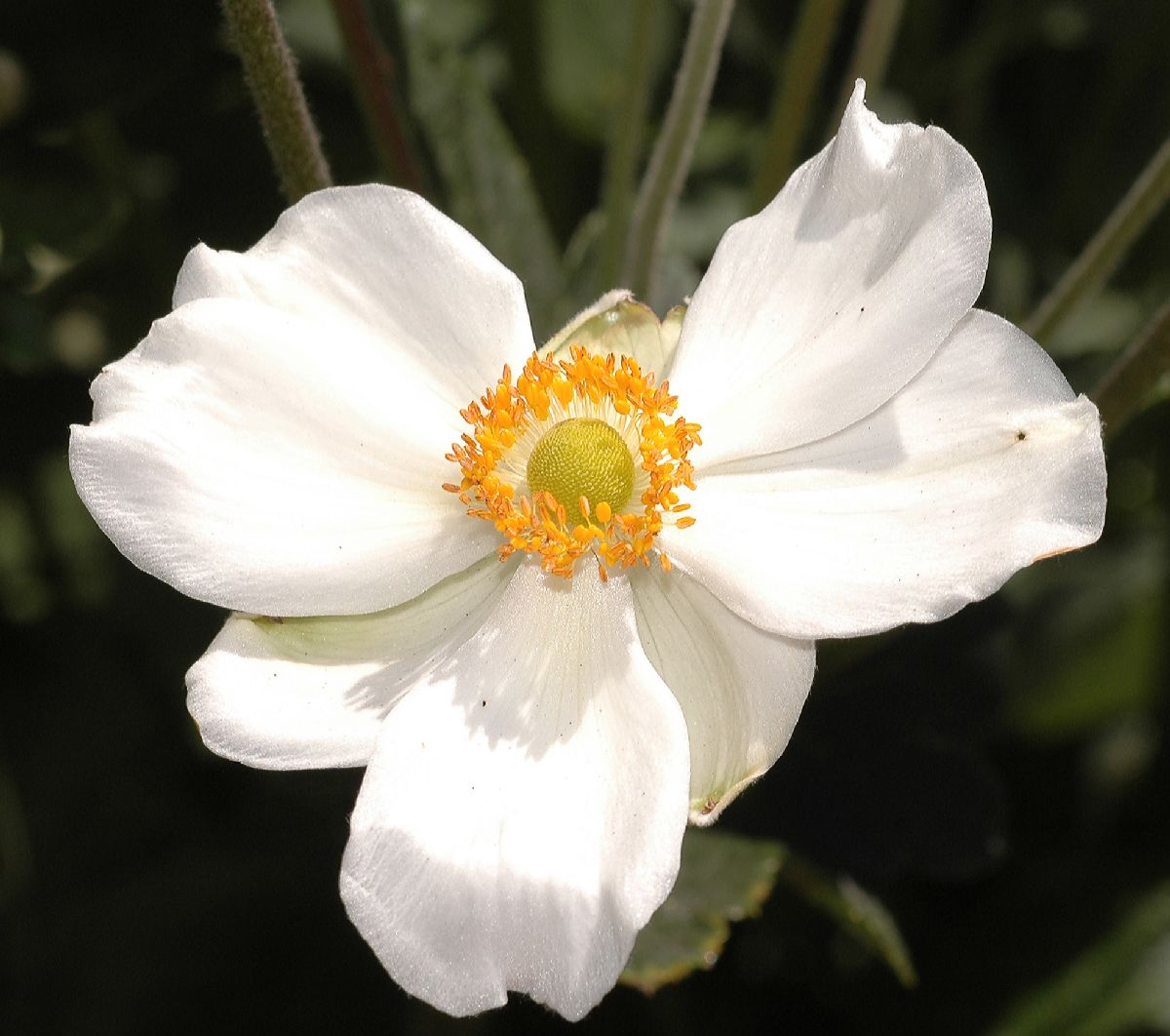 Ranunculaceae Anemone 