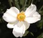 image of Anemone 