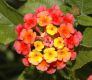 image of Lantana camara