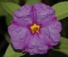 image of Solanum rantonnettii