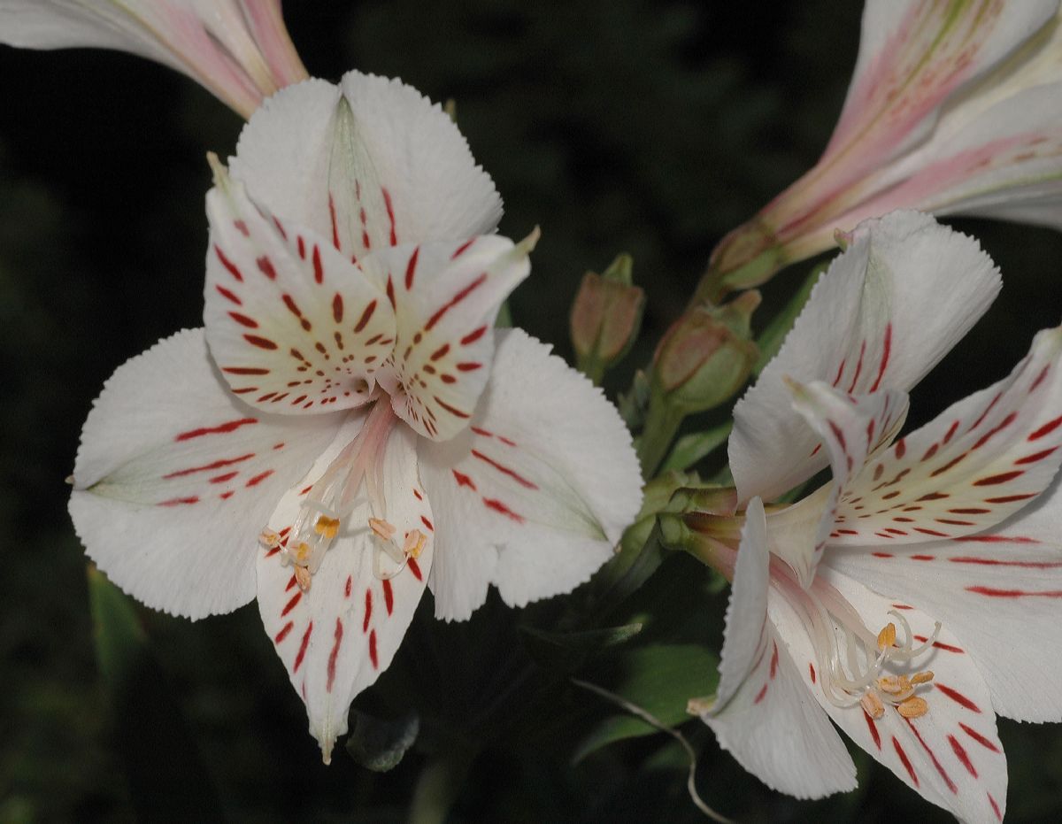 Alstroemeriaceae Alstroemeria 