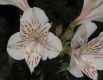image of Alstroemeria 