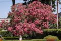 image of Lagerstroemia indica