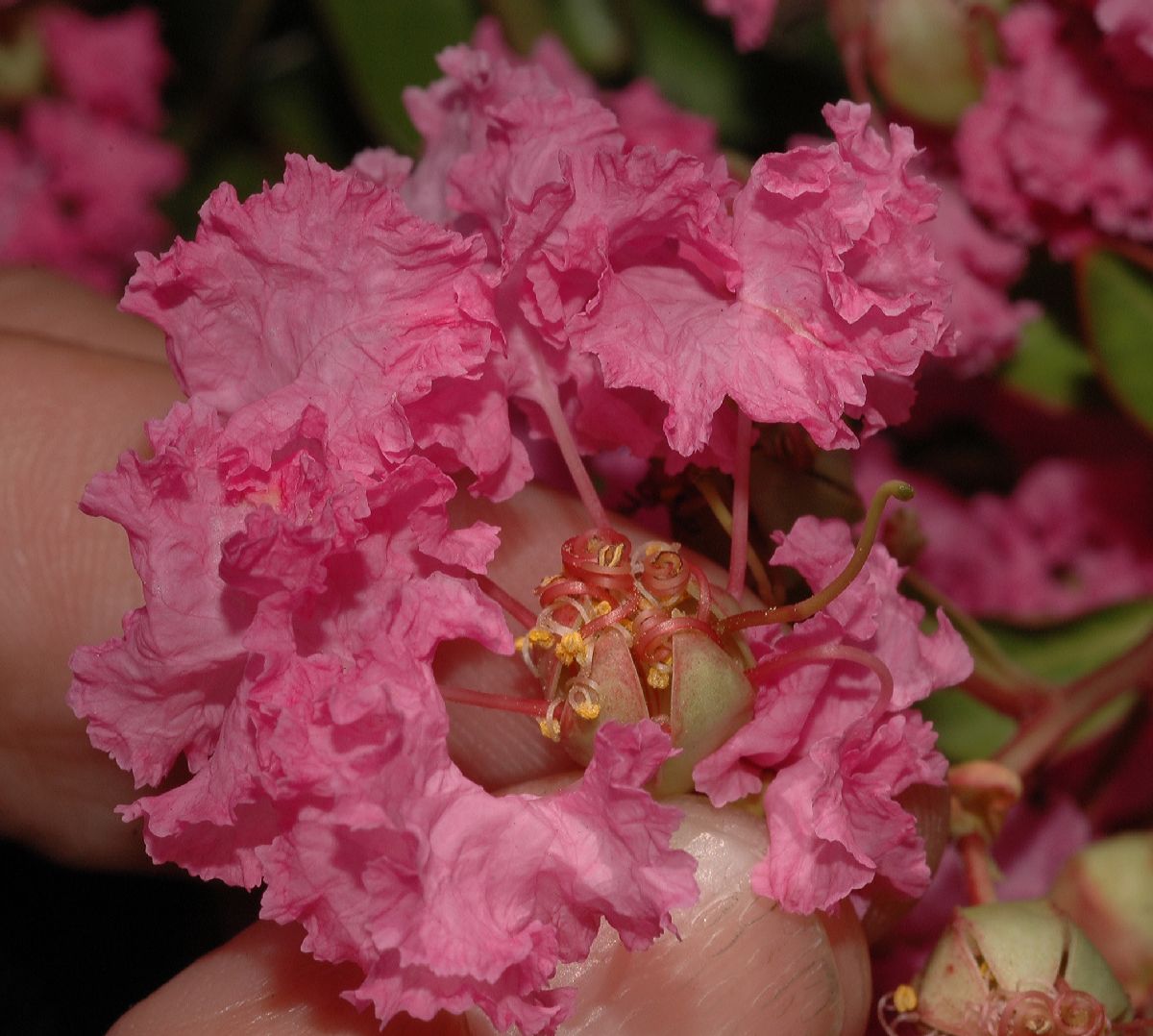 Lythraceae Lagerstroemia indica