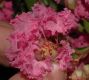 image of Lagerstroemia indica