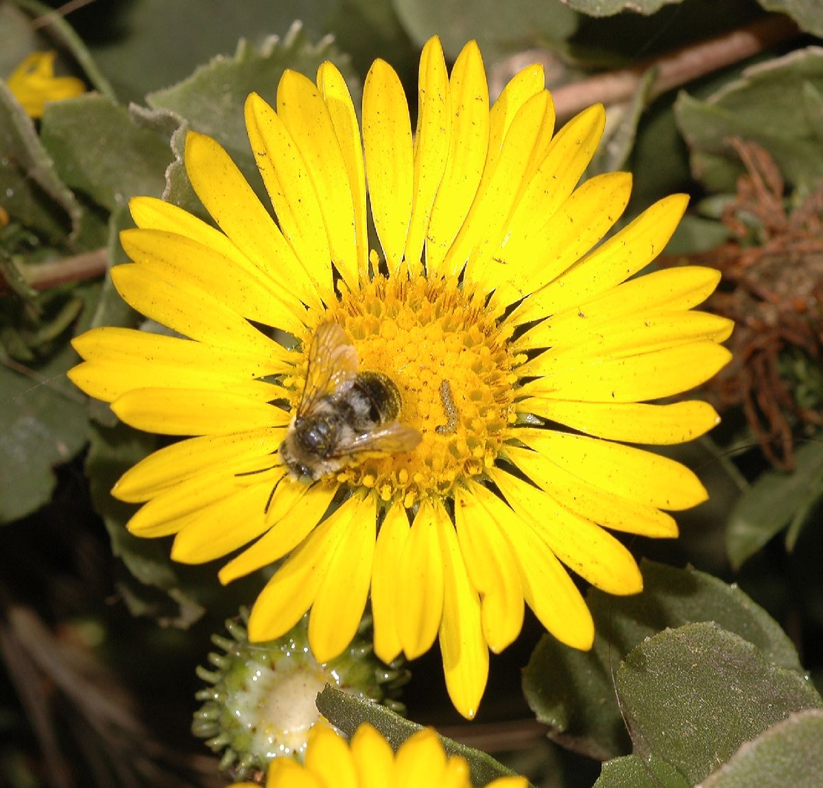 Asteraceae Grindelia 