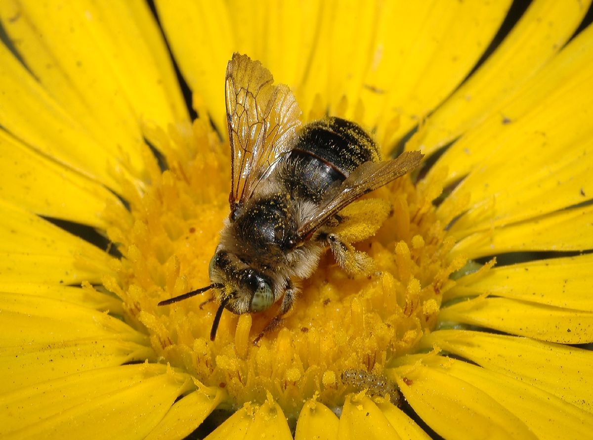Apidae  