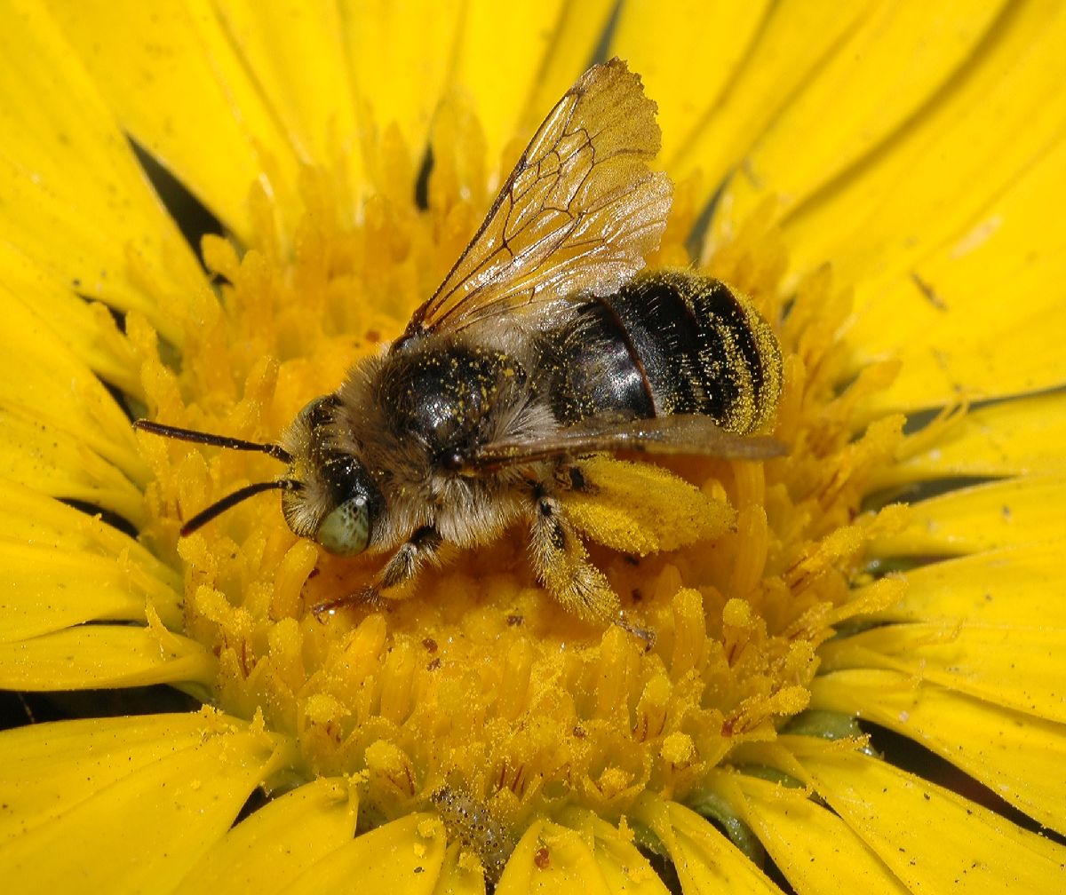 Apidae  