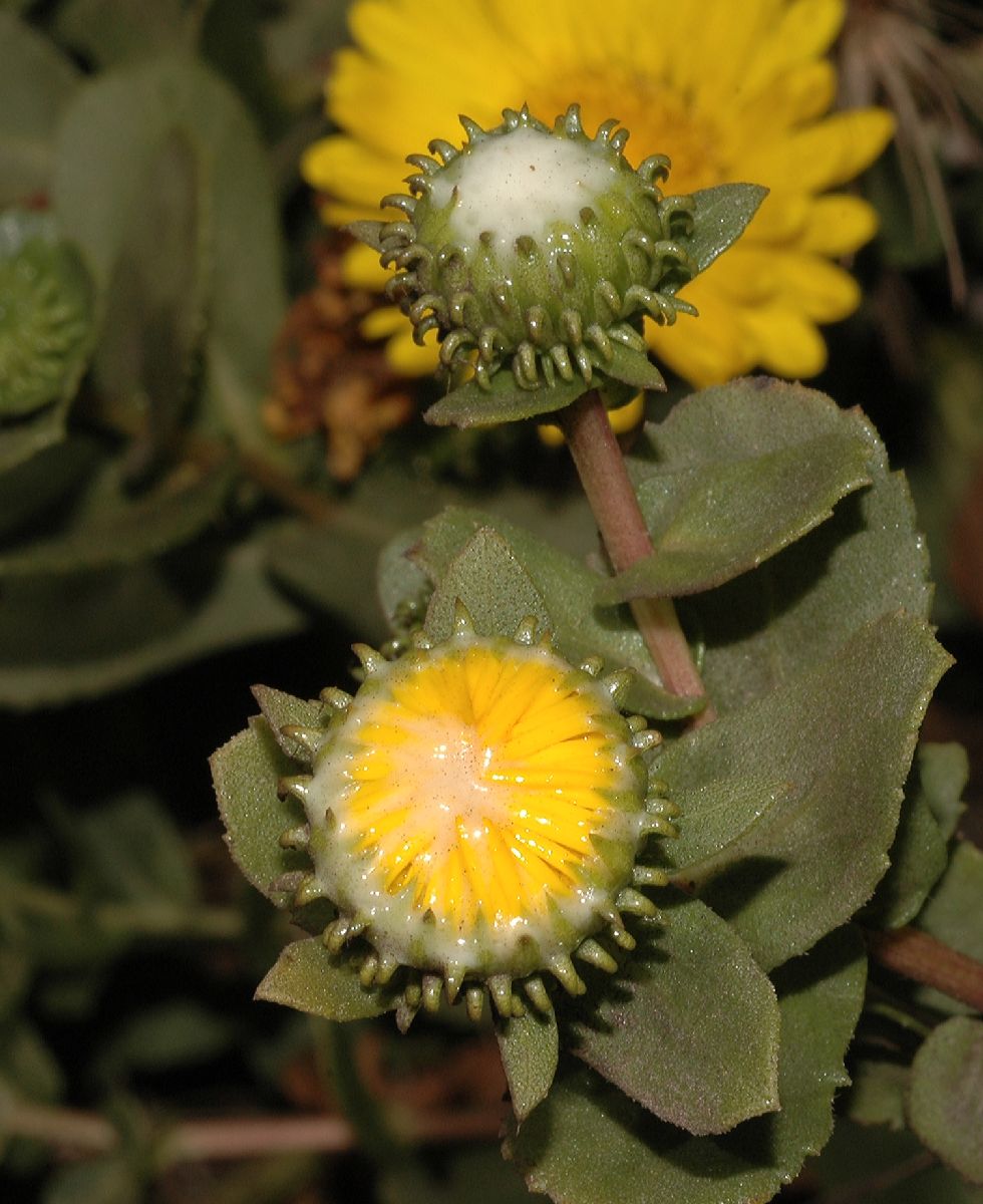 Asteraceae Grindelia 