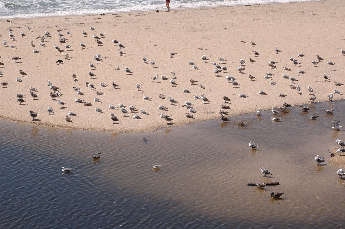 Laridae  
