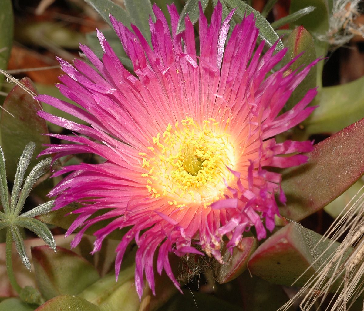 Aizoaceae Carpobrotus 