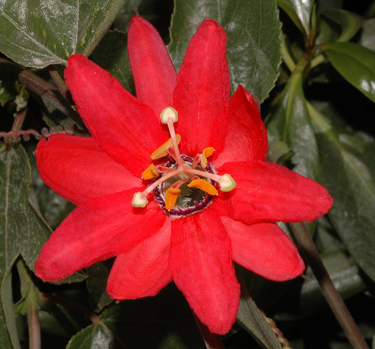 Passifloraceae Passiflora 