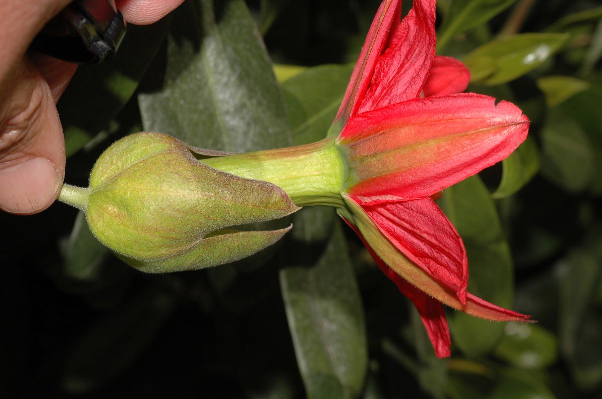 Passifloraceae Passiflora 