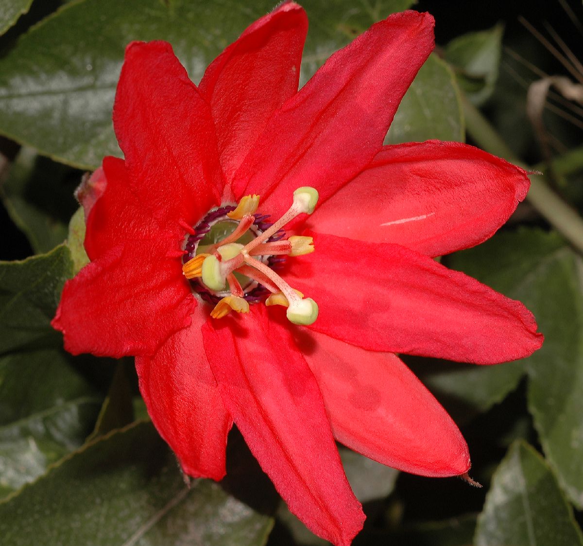 Passifloraceae Passiflora 