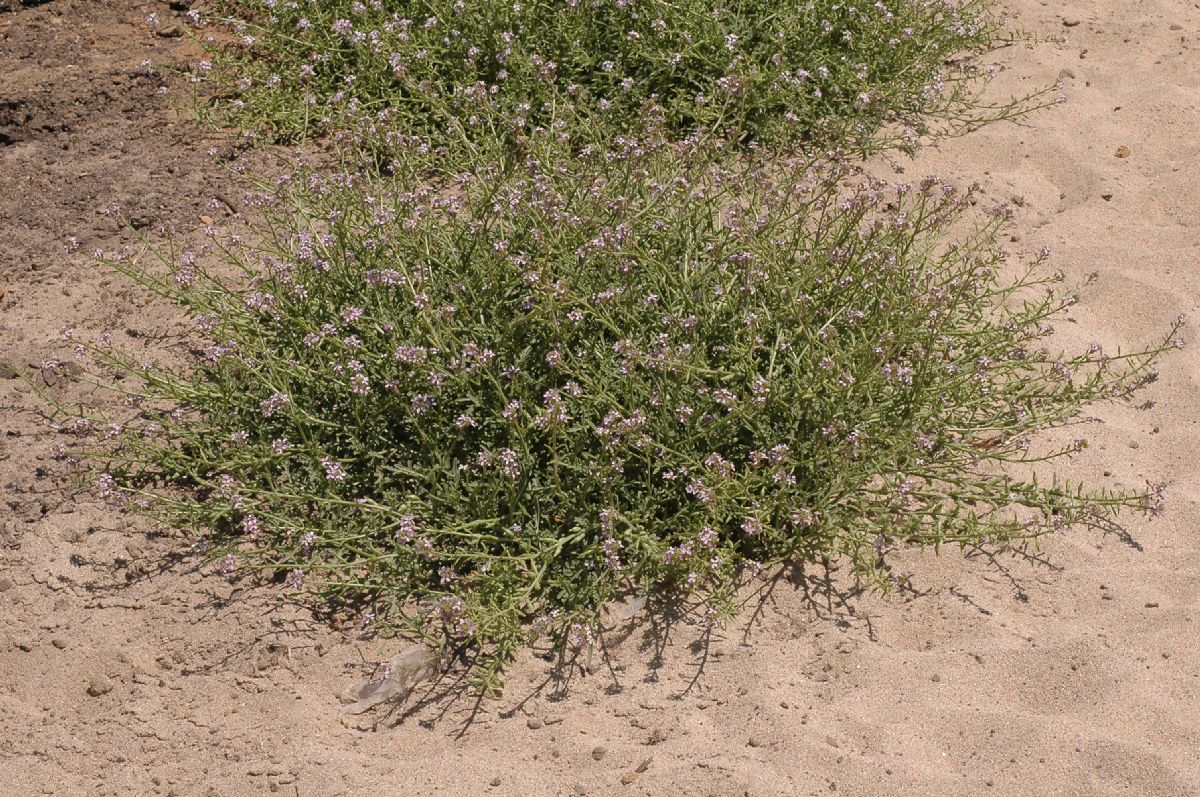 Brassicaceae Cakile maritima