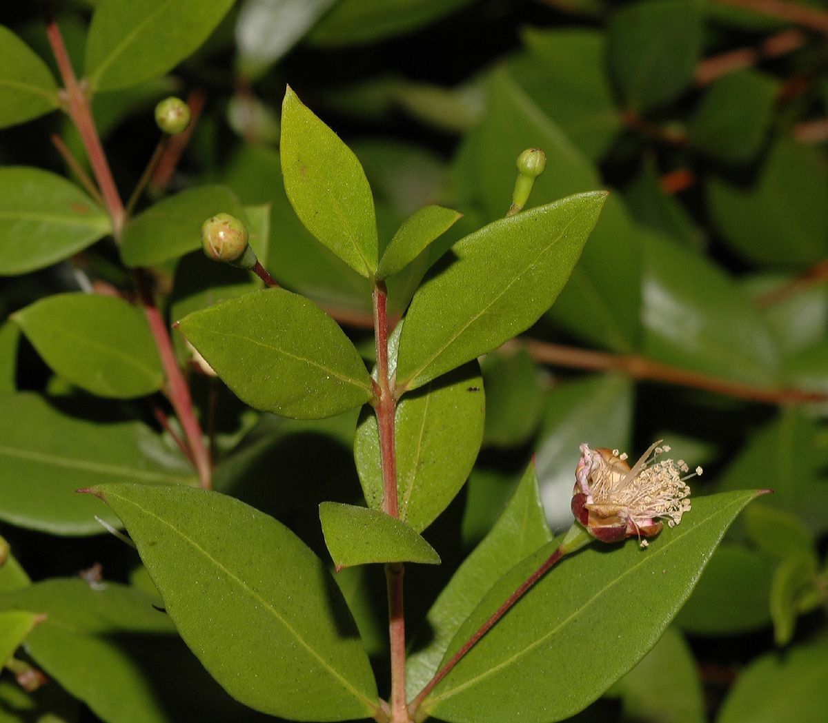 Myrtaceae Myrtus communis